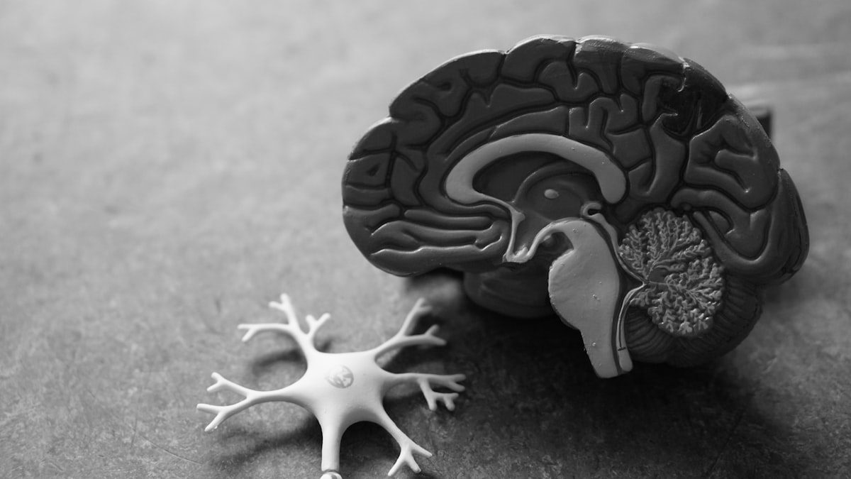 Model Distillation: Making Big Models Small